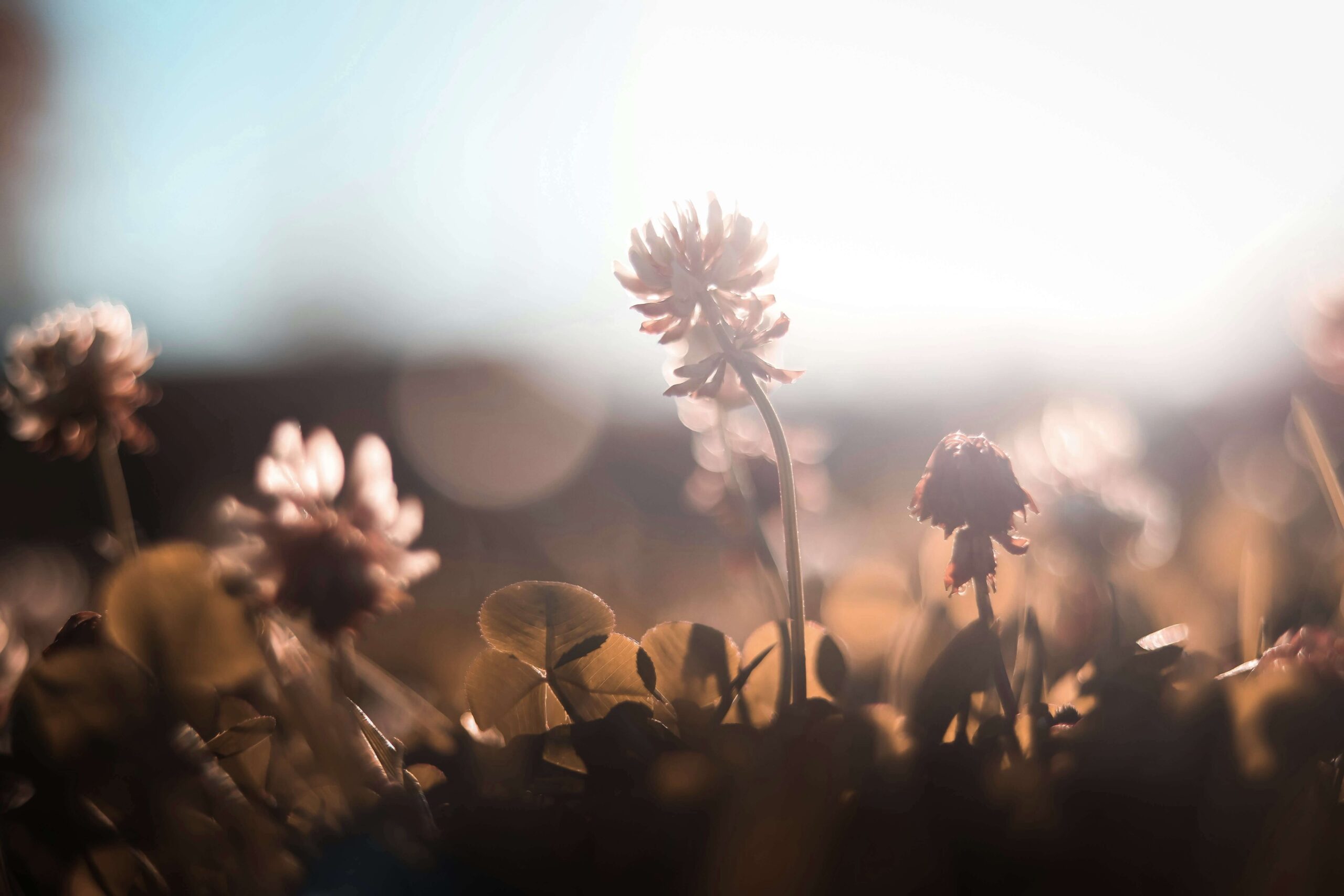 A single small flower rises toward bright light. How does unresolved trauma keep you from fully opening up and thriving in your relationships? A relational trauma therapist in Palm Beach, FL, can guide you toward growth and healing.