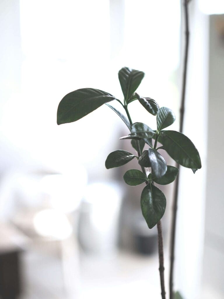 A small green plant stands near a bright window. Could people-pleasing develop as a survival response to maintain safety in relationships? Relational trauma therapy in Palm Beach, FL, helps individuals rebuild boundaries and self-trust.