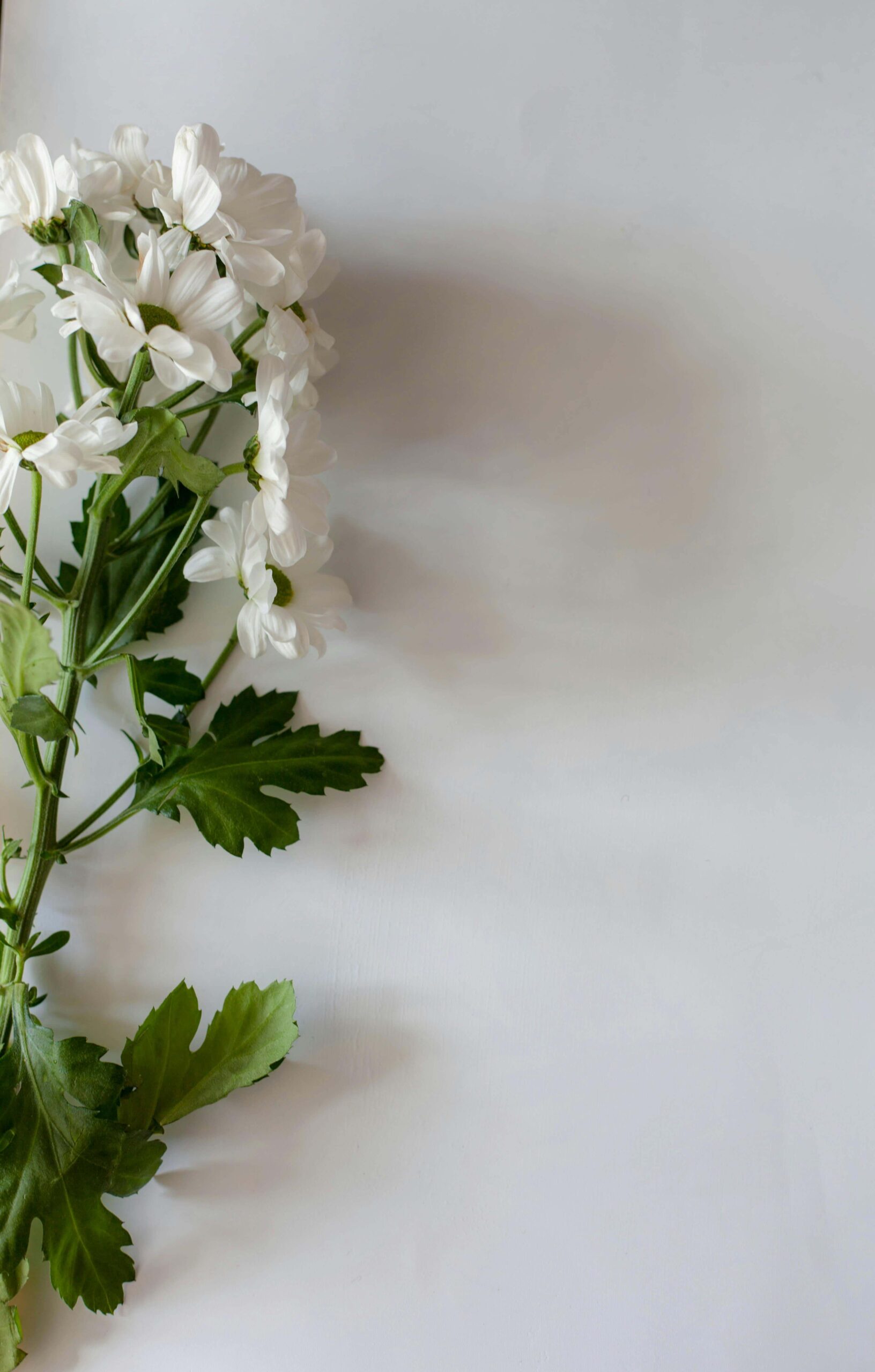 White flowers | all my relationships are one sided palm beach, fl | online relational trauma therapy | relational trauma therapist | Palm Beach, Florida | Jupiter | Palm Beach Gardens | Wall Street South | Whitehall A delicate stem of white flowers rests against a clean white background. Do you feel like all your relationships are one-sided, with you always giving and never receiving? A relational trauma therapist in Palm Beach, FL, can help you understand why and begin to heal.