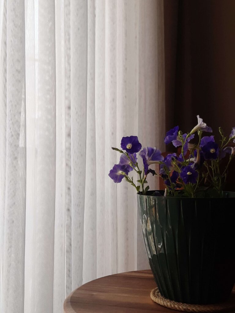 Purple flowers | anxious attachment in relationships palm beach | trauma therapy for high achievers palm beach | relational trauma therapy | Palm Beach, Florida | Jupiter | Palm Beach Gardens | Wall Street South | Whitehall Deep purple flowers bloom in a dark vase, softly lit against a sheer curtain. Do your relationships feel shadowed by a constant fear that something will go wrong? An online relational trauma therapist in Palm Beach, FL offers support for healing these patterns.
