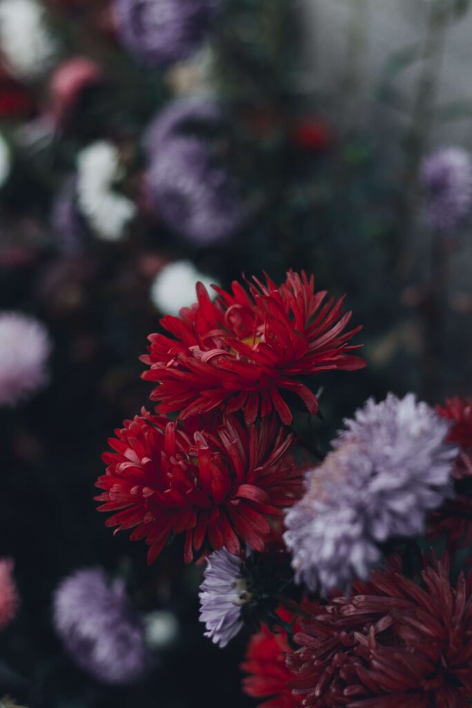 Vivid red and lavender flowers bloom together in a lush, layered garden. Is avoidant attachment making it hard to stay present when things start to feel close? Online relational trauma therapy in Palm Beach, FL offers support for reconnecting safely.